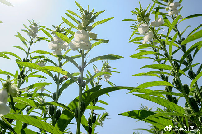 芝麻,又名脂麻,胡麻(学名:sesamum indicum),是胡麻的籽种