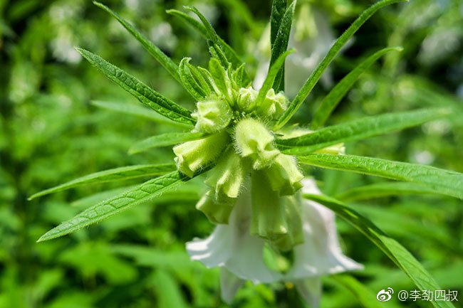 芝麻,又名脂麻,胡麻(学名:sesamum indicum),是胡麻的籽种
