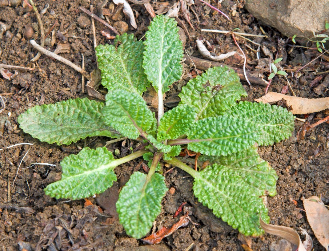 在现代中医医学里,猪婆草还对祛风湿,肺炎,肝炎具有一定的疗效,外用