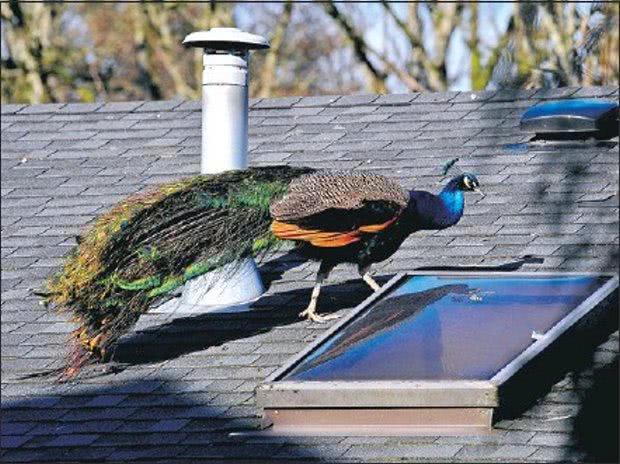 上百只孔雀在自己家门口房顶竞相开屏,这里的居民却快要疯了!