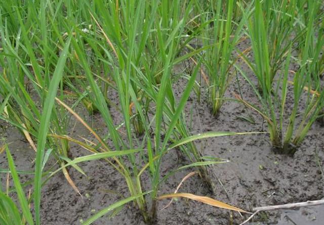 其实缺锌也会因为叶片发红,不过相比没有缺磷和缺钾明显,症状都差不多