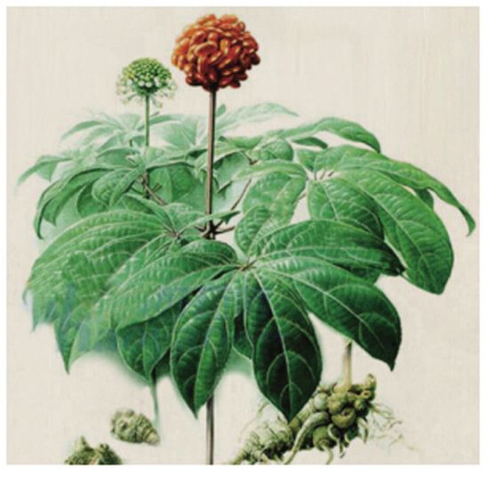 每天学一味中药：《本草新编》称三七根“止血之神药”，独用亦效|本草新编|三七根|中药_新浪新闻