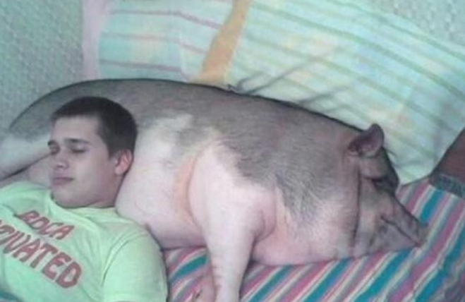 图为和猪一起睡觉的画面,把它当成了枕头