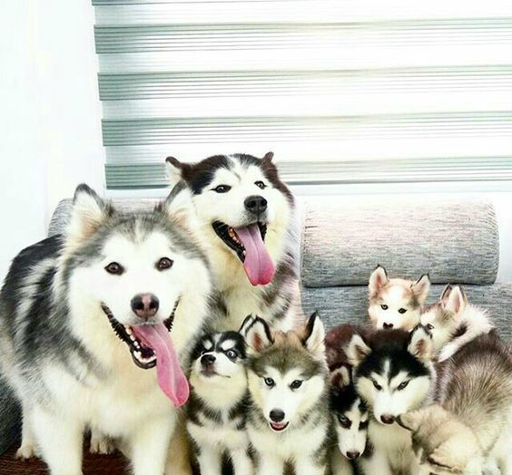 一大群二哈盯着你要跟你回家,你会怎么办,带回家还是掉头就跑