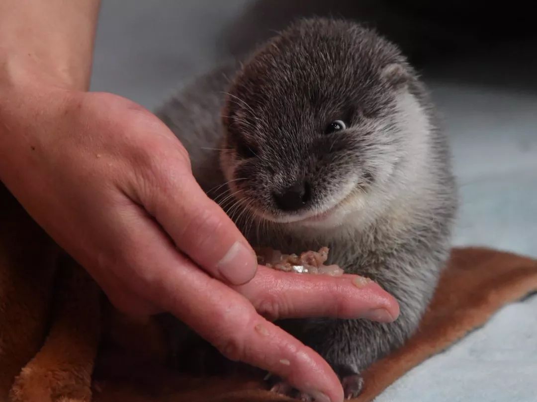 夏天实在太热了,看看小奶萌水獭解暑吧!