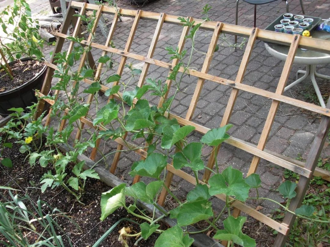 用生活中废弃的材料制作的黄瓜爬藤架子,也能养其他藤本植物