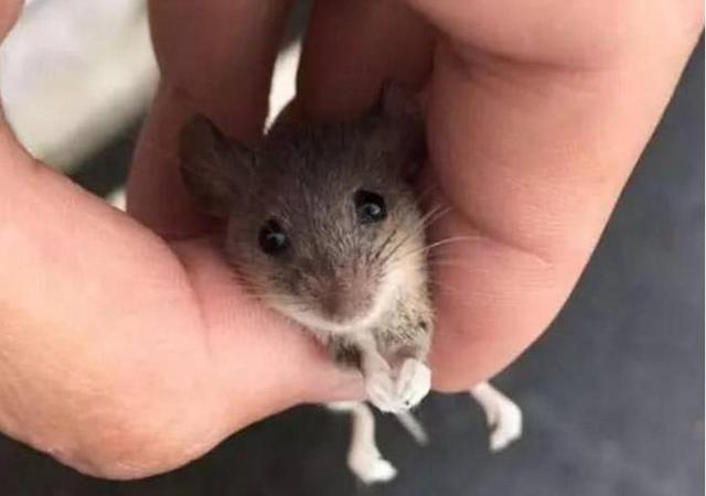 叠仓鼠老总_仓鼠图片可爱(3)