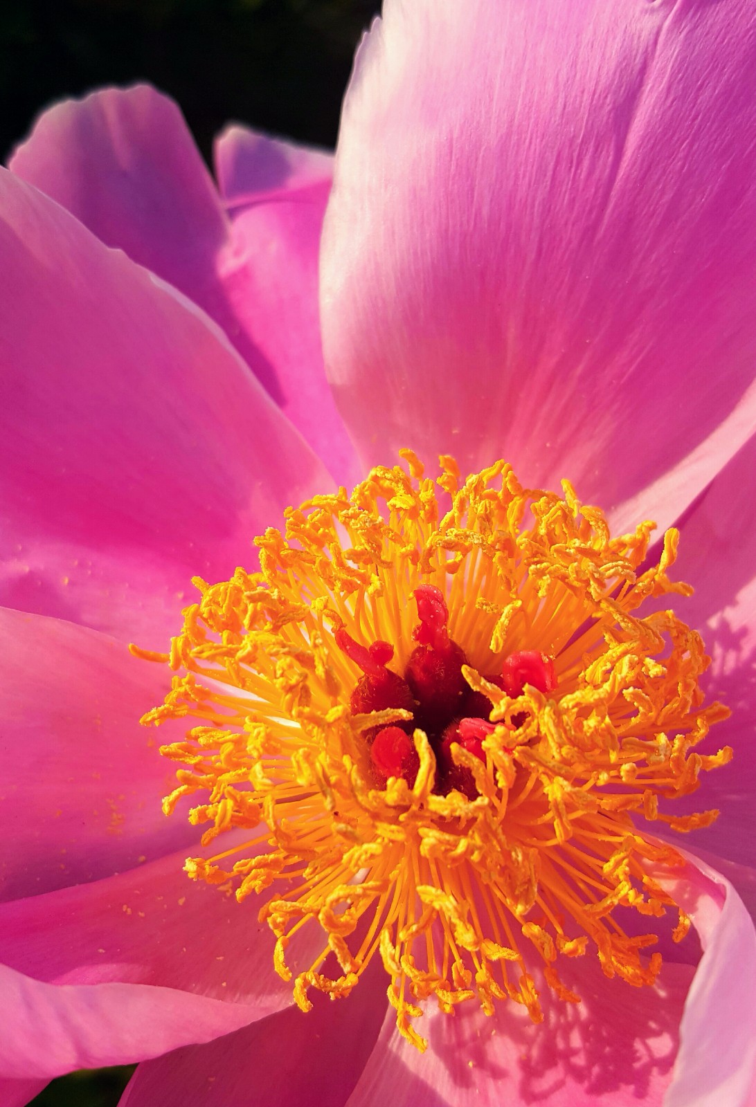 花的心藏在蕊中 看花相芍药花心绽放怎样的美丽 28图 花的心藏在蕊中 看花相芍药花心绽放怎样的美丽 28图