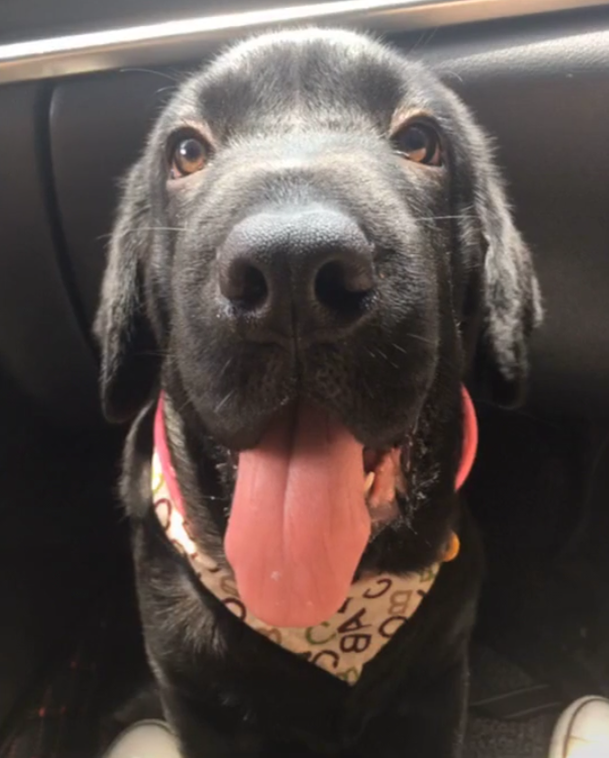 大黑狗被主人弃养,每天都到原主门前观望,深情的眼神让人心疼