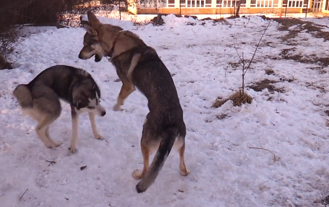 二哈跟狼打架,不出三招就被狼咬住脖子,网友:毕竟是草稿