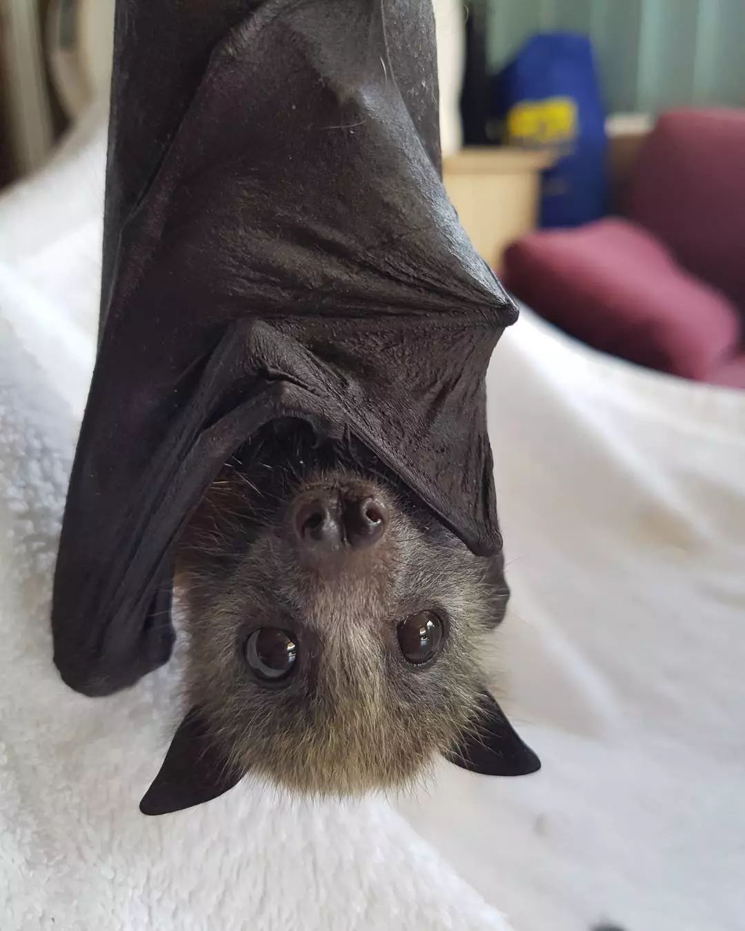 不看不知道没想到蝙蝠宝宝原来这么可爱