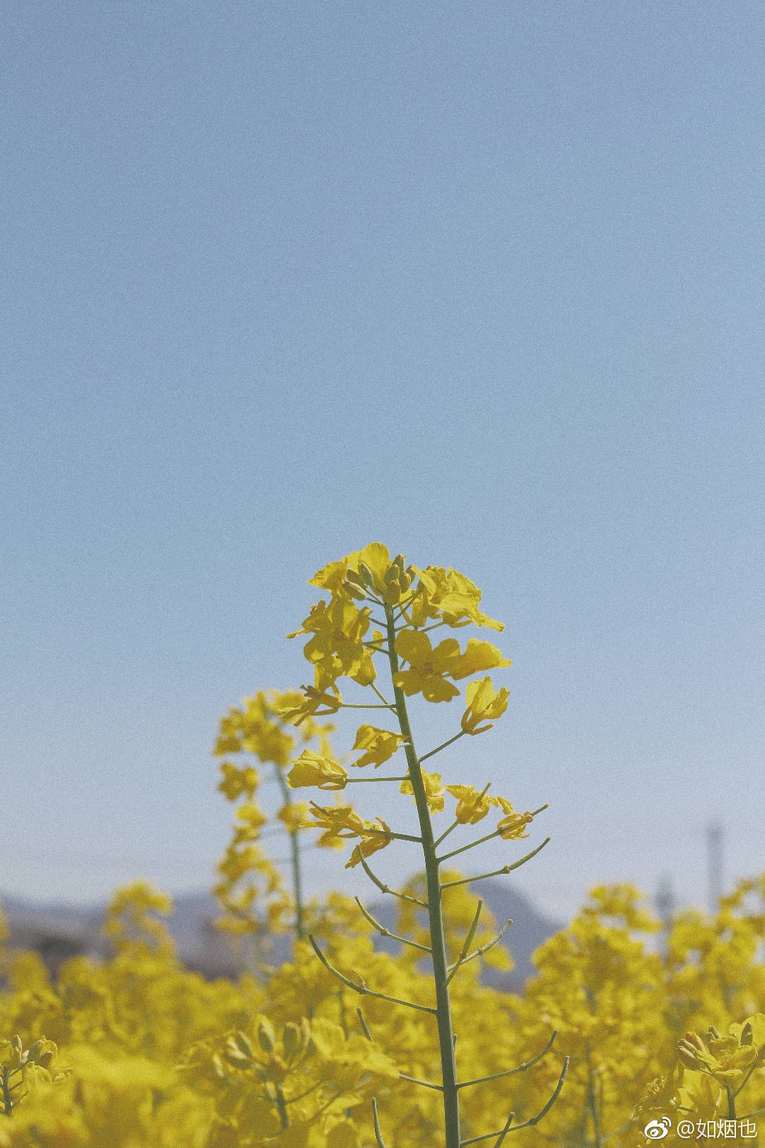 而长野的天 依旧这么暖 风吹起了从前