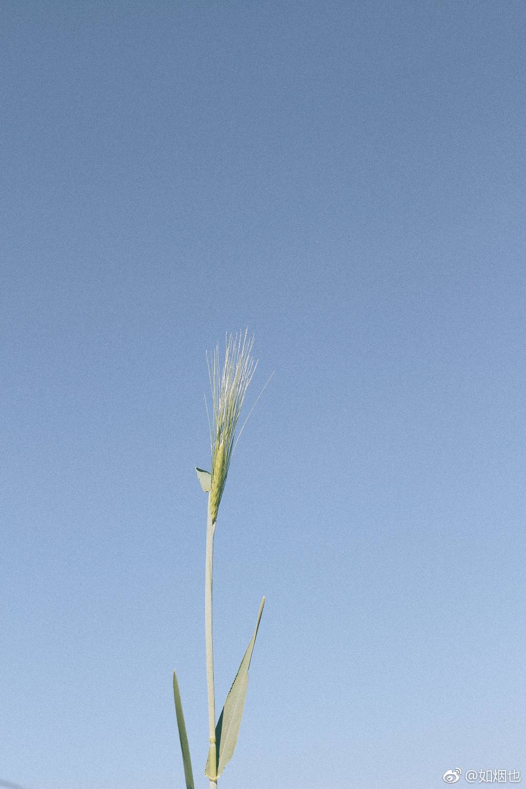而长野的天 依旧这么暖 风吹起了从前