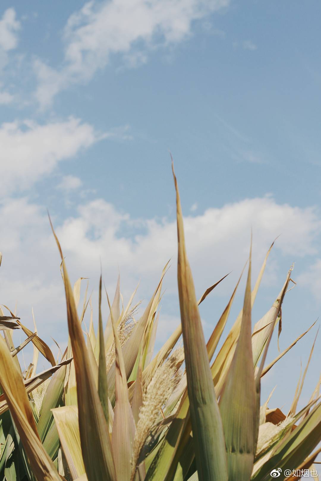 而长野的天 依旧这么暖 风吹起了从前
