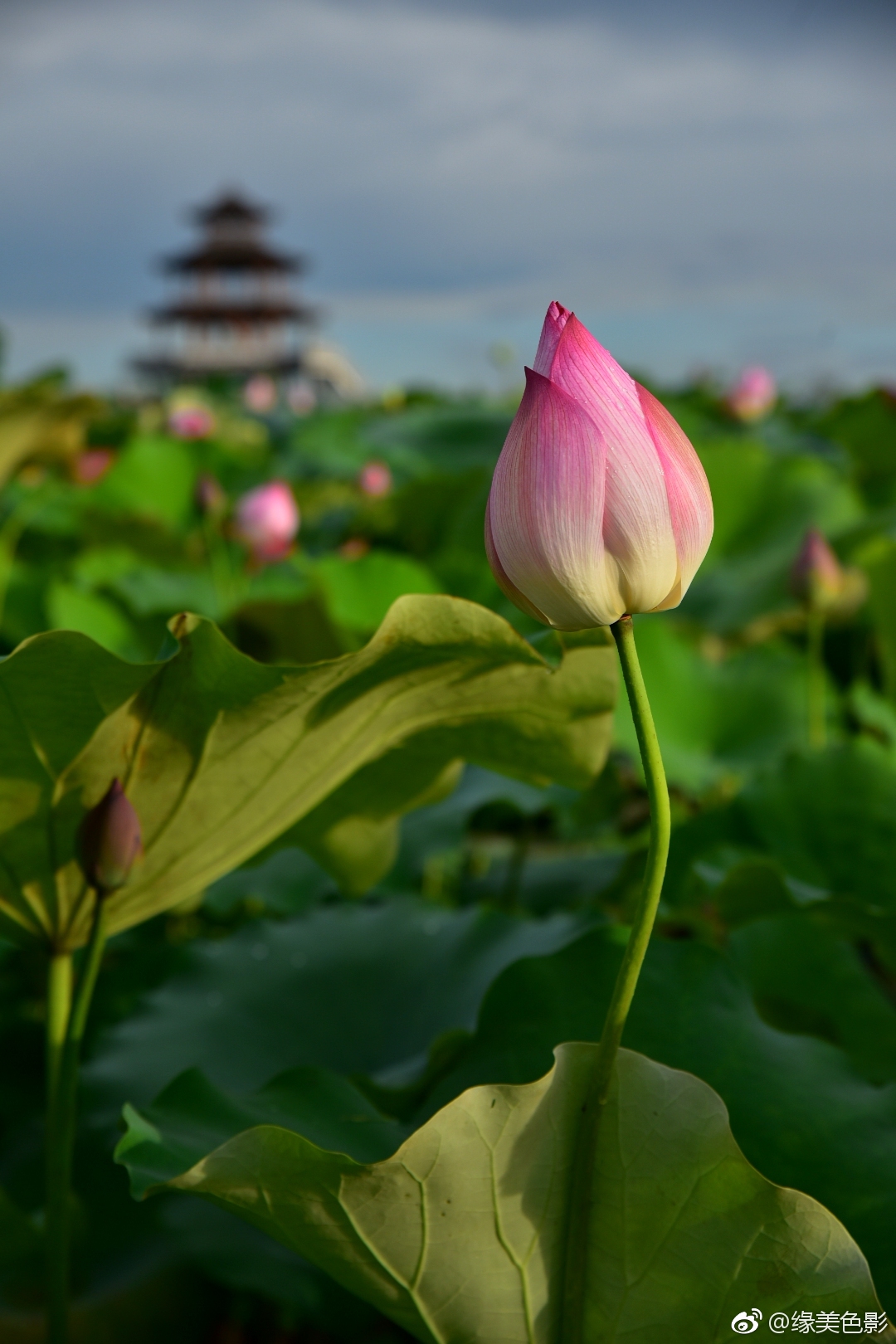 贵港,国内十大赏荷地之一,因自古以来遍种荷花而别称荷城_新浪看点