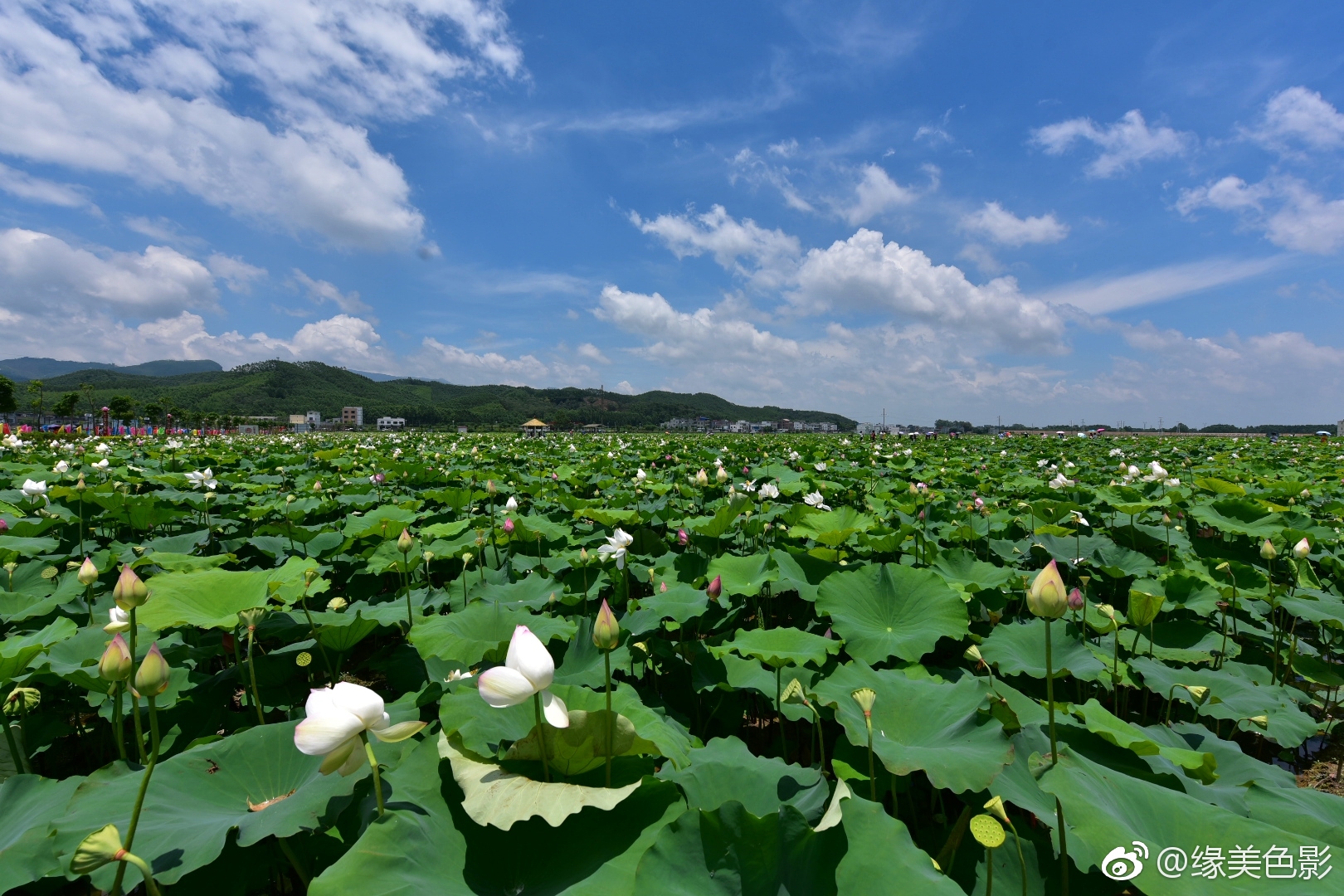 在贵港覃塘万亩荷花田你会感受到什么叫接天莲叶无穷碧