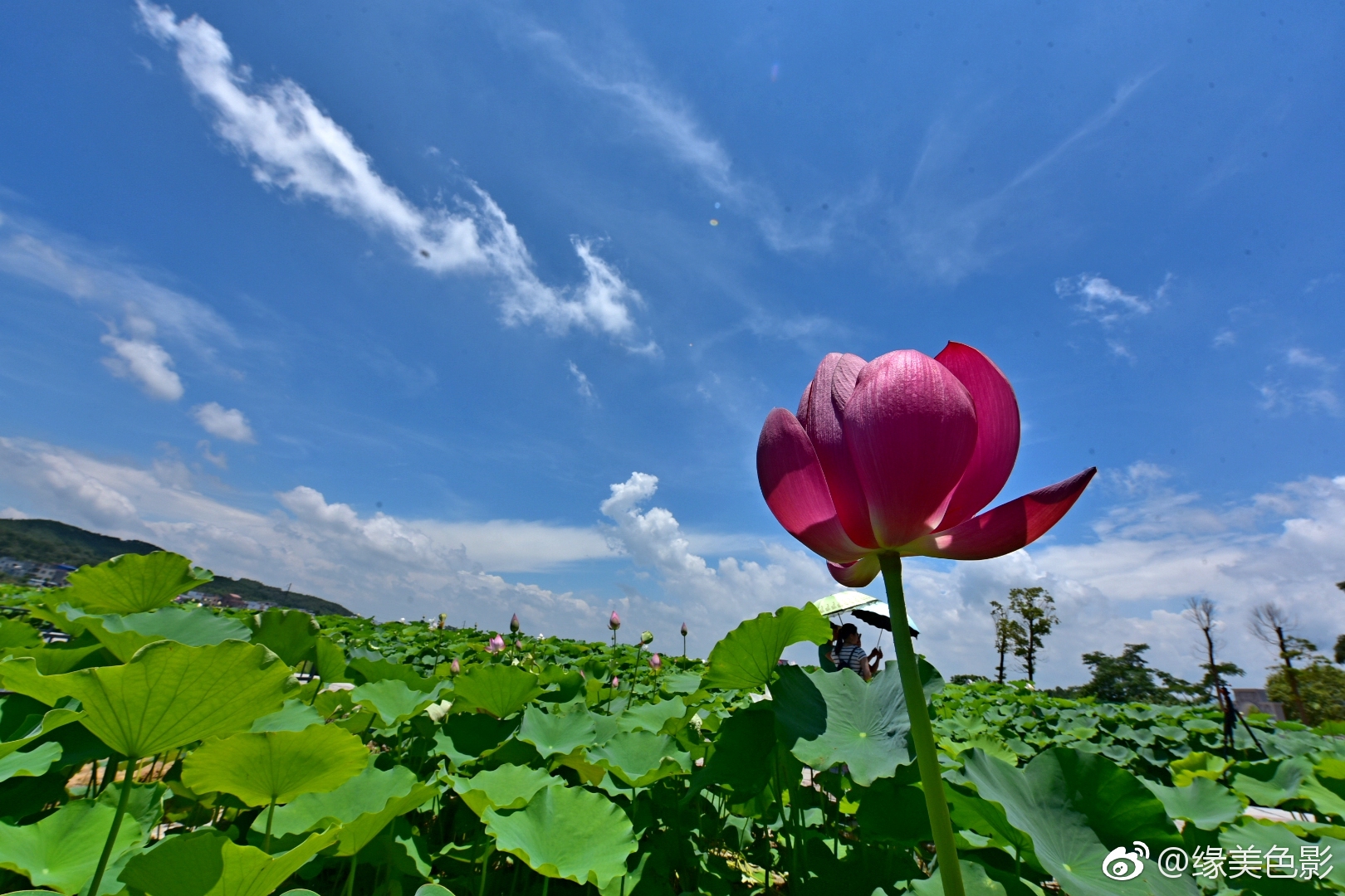 在贵港覃塘万亩荷花田你会感受到什么叫接天莲叶无穷碧