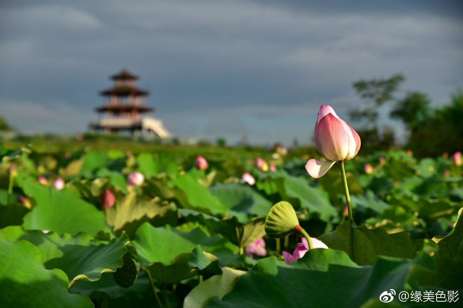 贵港,国内十大赏荷地之一,因自古以来遍种荷花而别称荷城_新浪看点