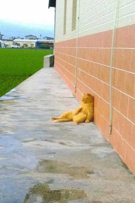 「动物趣趣图」你们知道红极一时的表情包鹦鹉兄弟后来怎么了吗?