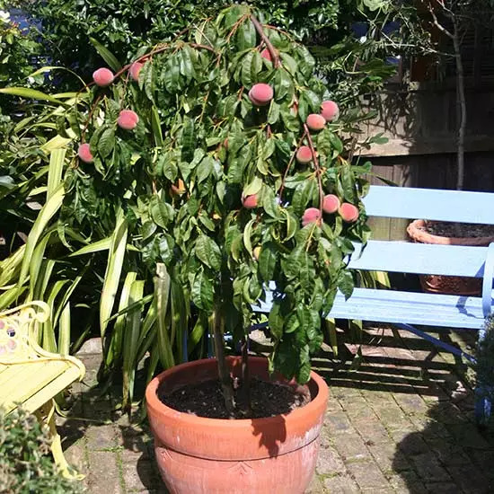 适合在门口栽培的8种果树,在院子里也能种出一片果园