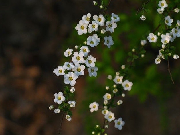 点点小白瓣,山野就是家|珍珠花|雪花|白絮_新浪新闻