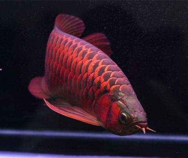 在早年前的国际鱼展中,这条两公斤的特种血红龙鱼成为了整个鱼展中的