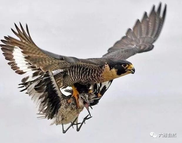 为了保护巢穴和领地的安全,即使面对比其体形大很多的金雕,矛隼等,也