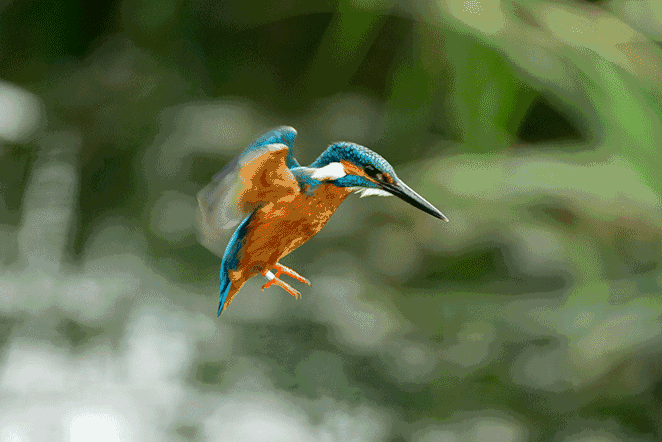 的鸟叫声,在英国的时候,也能看到许多不同种类的小鸟在花园里窜来窜去