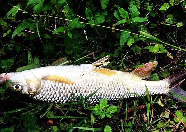 它是南山区"三宝"之一,钓鱼人叫其"赤尾子"