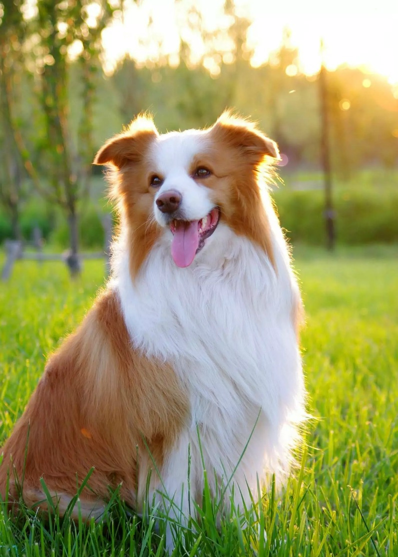 摄影,爱犬,超赞|爱犬|摄影|华华_新浪新闻