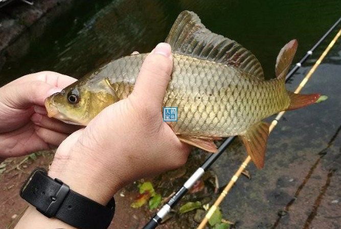 山庄小湖,探钓"鲤鲫鱼"杂交品种,还意外收获一条4斤的鲢鳙鱼