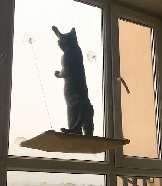 难道说它是在帮我擦玻璃?