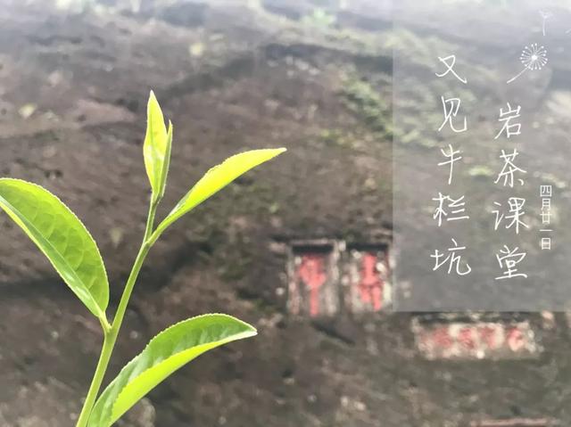 行走巖茶春茶季,水仙,肉桂,大紅袍採摘時間確認!