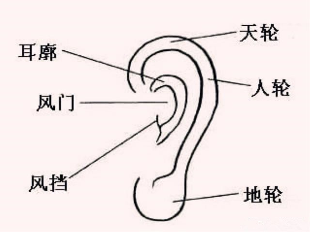 耳型相术图解图片