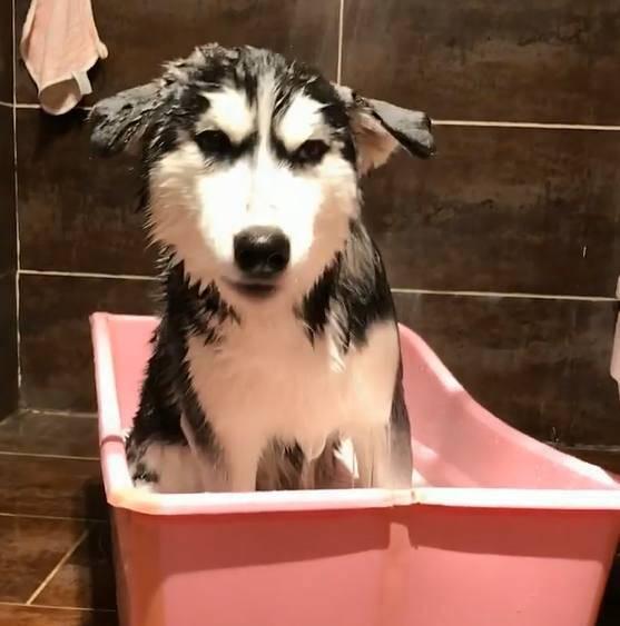 哈士奇安静地站在盆里洗澡