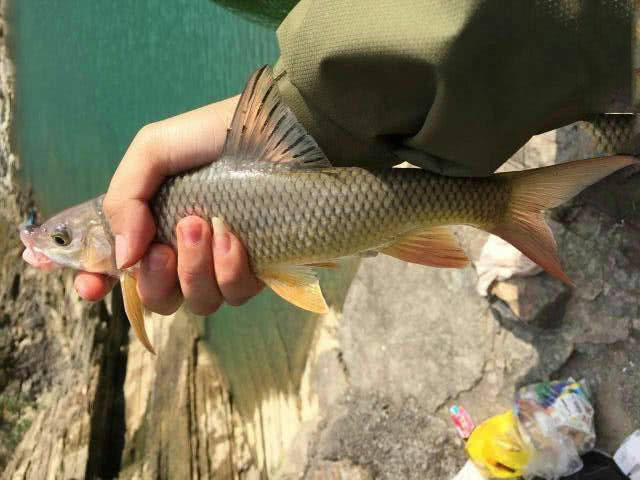 此鱼必须是没有受污染的河里才有是真正的绿色食品