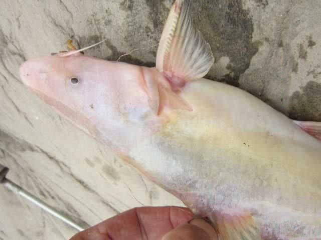 江钓梦寐以求的鱼种在嘉陵江边偶有钓获