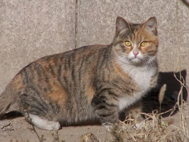 猫品种,在2010年的2月8日,经过cfa经过cfa中国长城猫俱乐部六年的努力