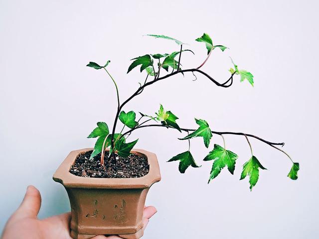 这么养护,就能把柔软的常春藤养成老桩盆景,赶紧试一试!