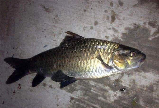 此鱼我们这儿称之为"清波鱼",其它地方也叫乌鳞鱼和青板鱼