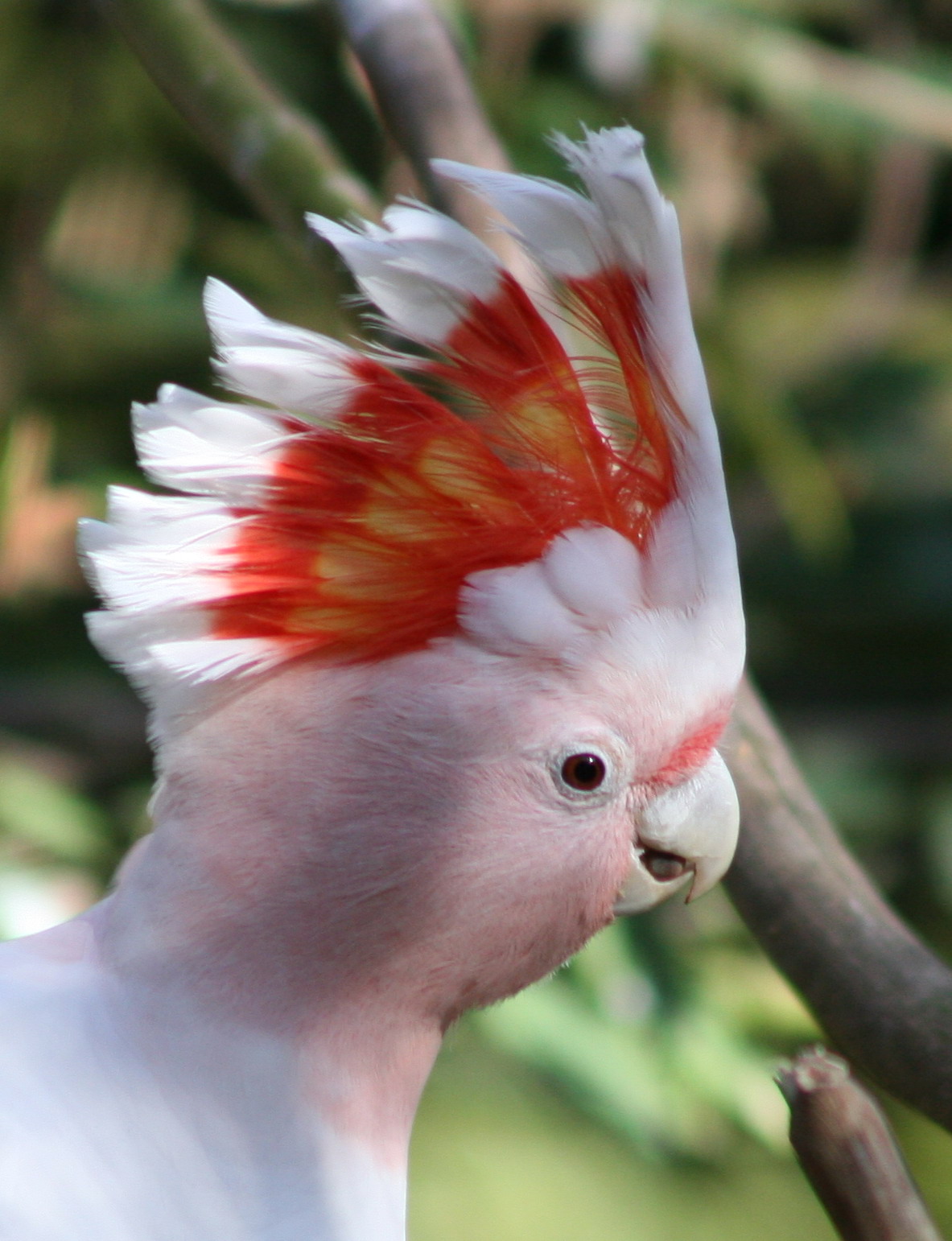 米切氏凤头鹦鹉,体羽白色,头上有红黄相间,色泽分明的美丽的冠羽,栖息
