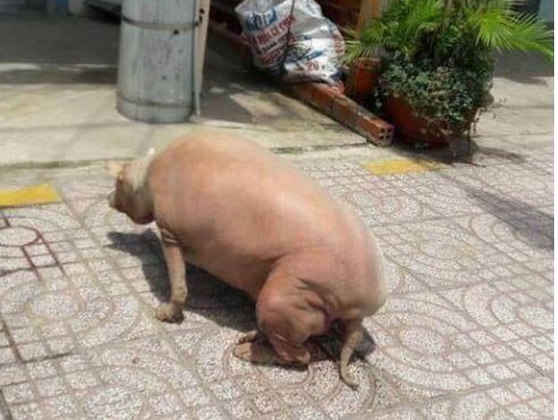 男子出门见到一头猪,身型圆滚滚蹲街上,回眸瞬间所有人笑喷了