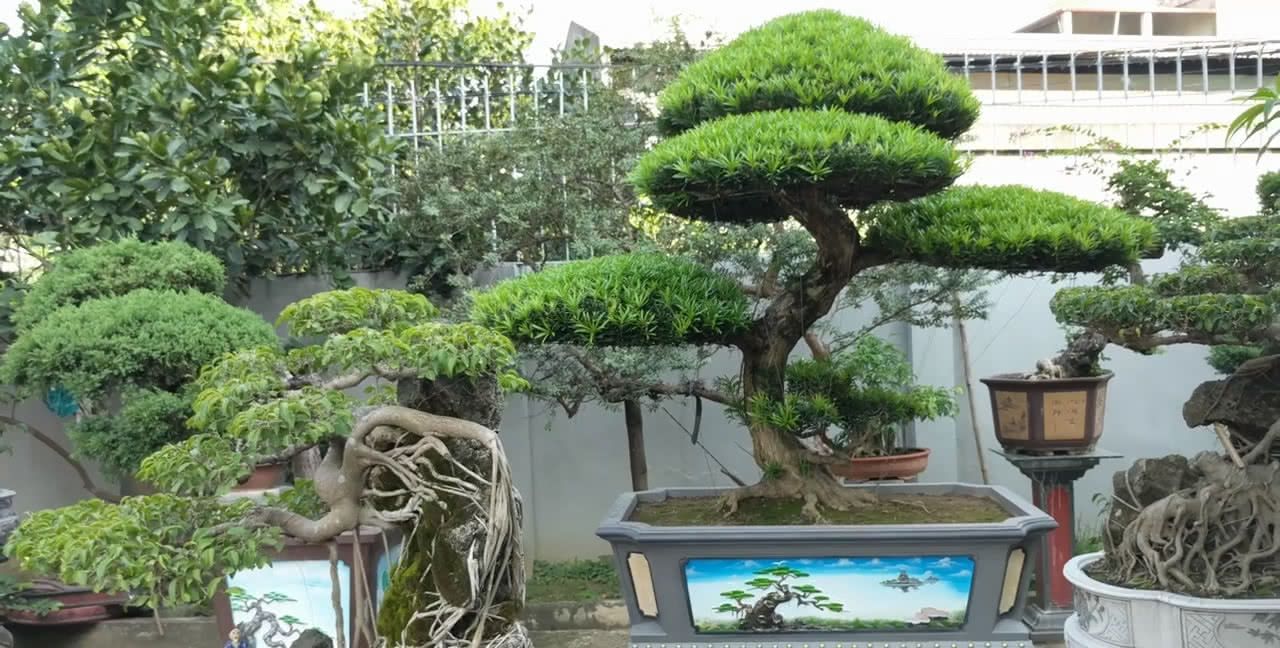 盆景鉴赏在院子里种了好多盆景造型很有特色有没有你喜欢的