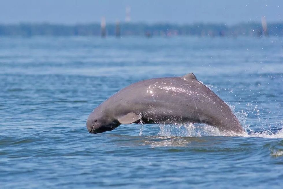 大海的颜值担当,圆头圆脑的短吻海豚c位出道!