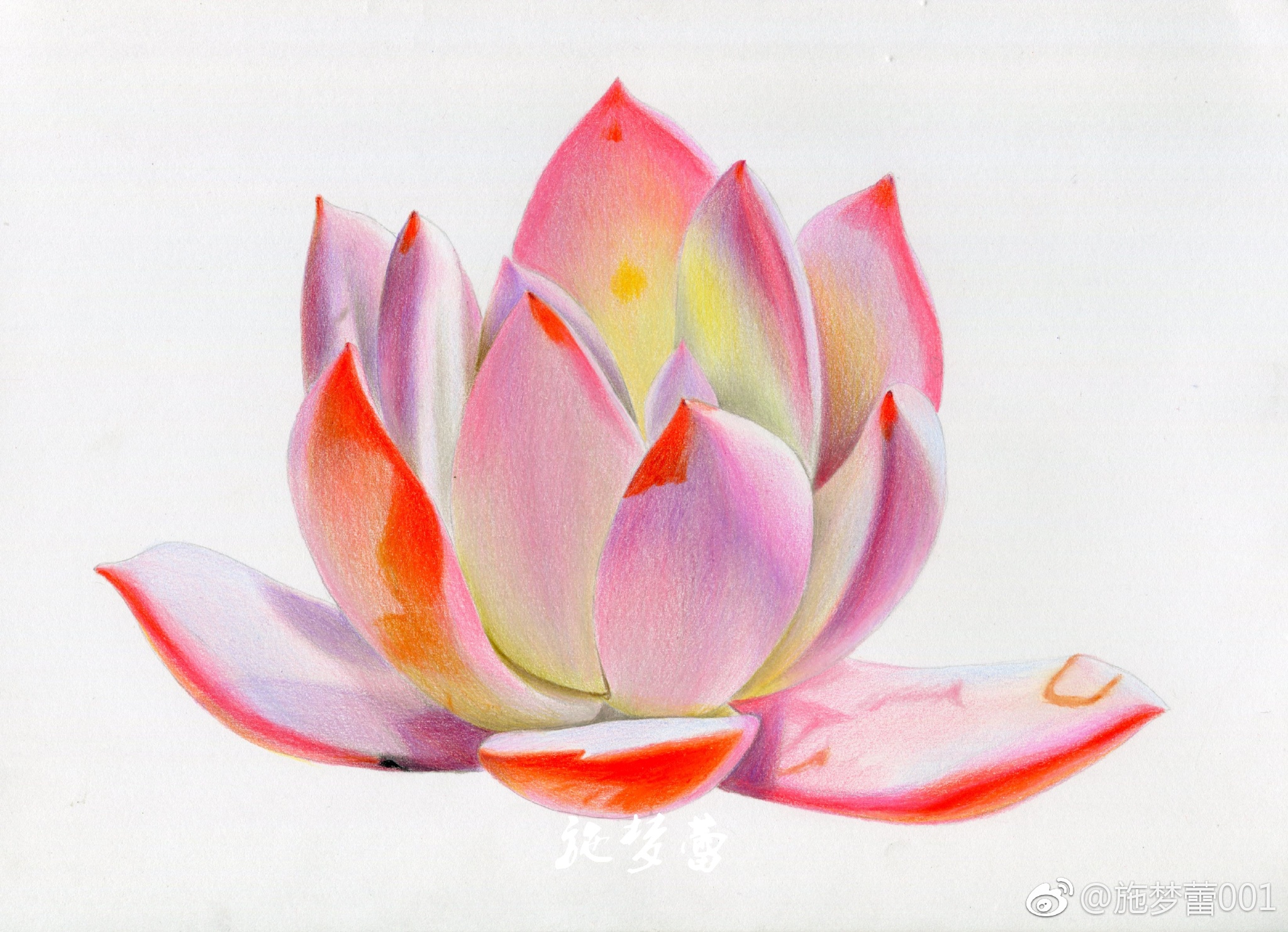 美美的多肉笔:霹雳马纸:飞乐鸟彩铅纸16k 投稿