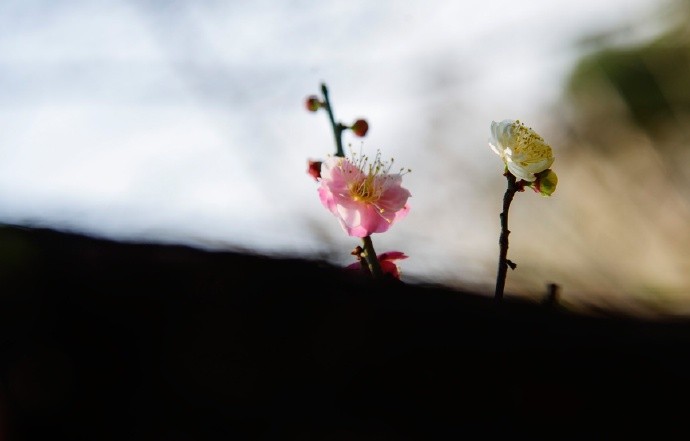 春风无心吹花落，不知故人化香魂|春色|树梅|真色_新浪新闻
