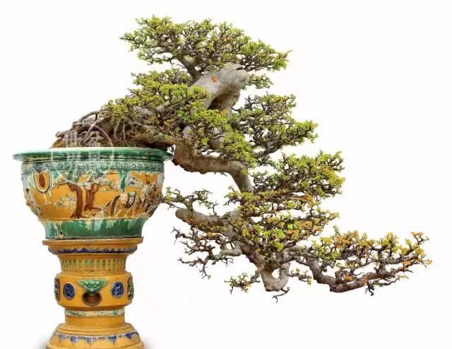 一组盆景佳作欣赏,中国龙,腾四海,永吉祥