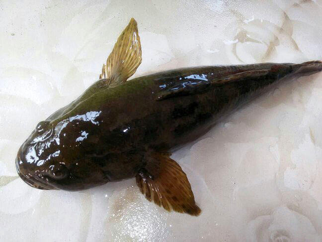 此鱼因憨而得名土憨巴但是肉却挺好吃