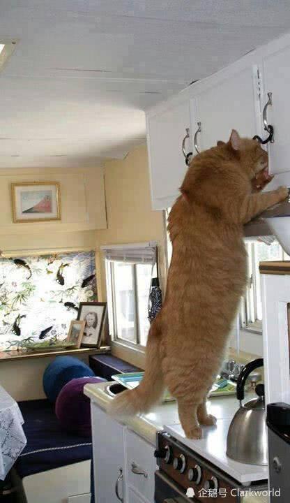 可谓史无前例的巨胖橘猫太肥了
