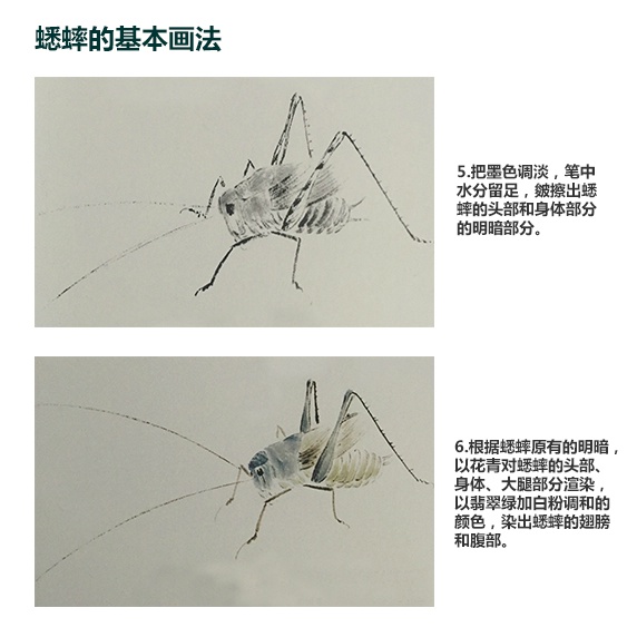 国画技法|蟋蟀|画法|国画_新浪新闻